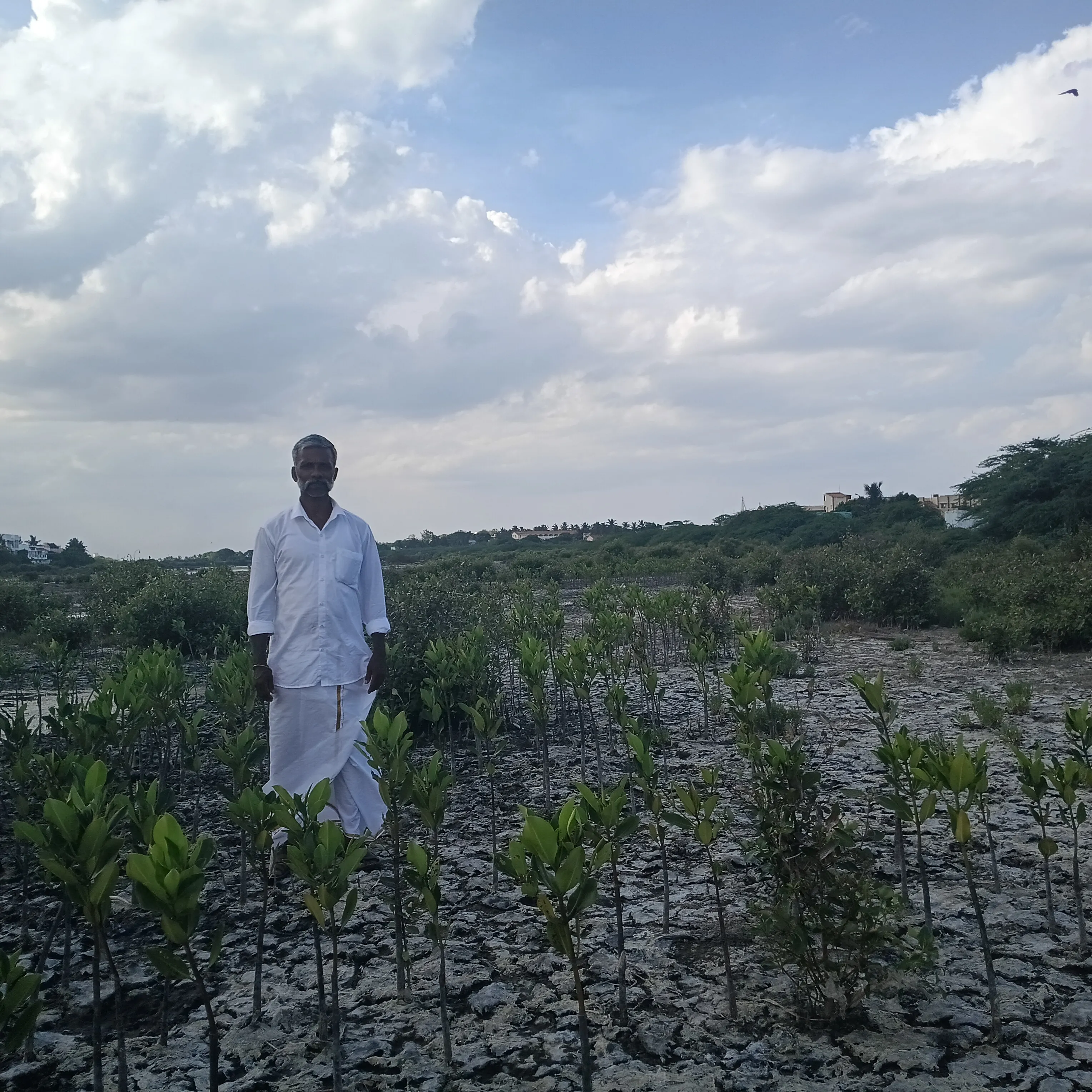 UNESCO Mangrove Conservation and Ecosystem day celebration 2026