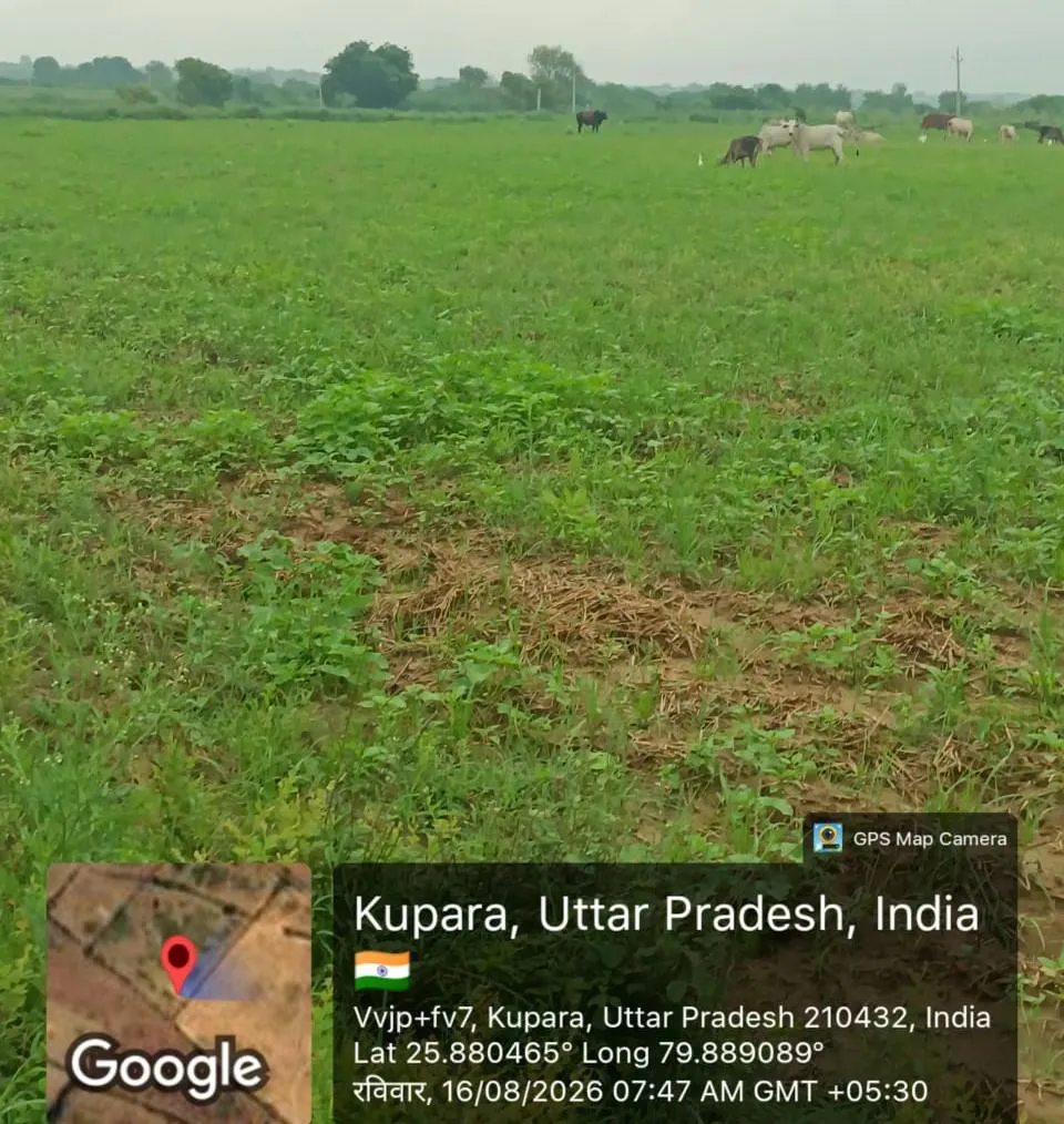 गौशालाओं की हकीकत पर डीएम का शिकंजा, जांच के आदेश कागजों में 200 से अधिक गौवंश, खेतों में फसलें चौपट कर रहे छुट्टा पशु,
