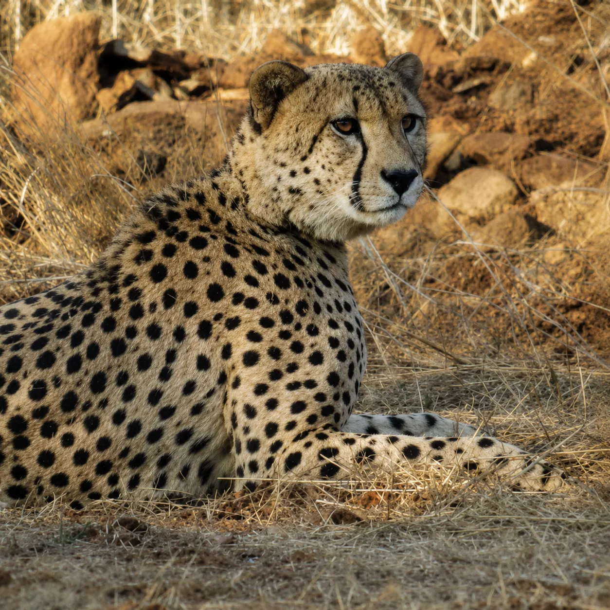 Cheetah Nirva Goes Off Radar in Kuno National Park, Massive Search Underway