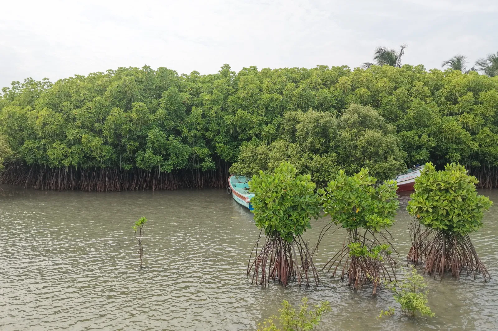 Understanding Mangrove Ecosystems