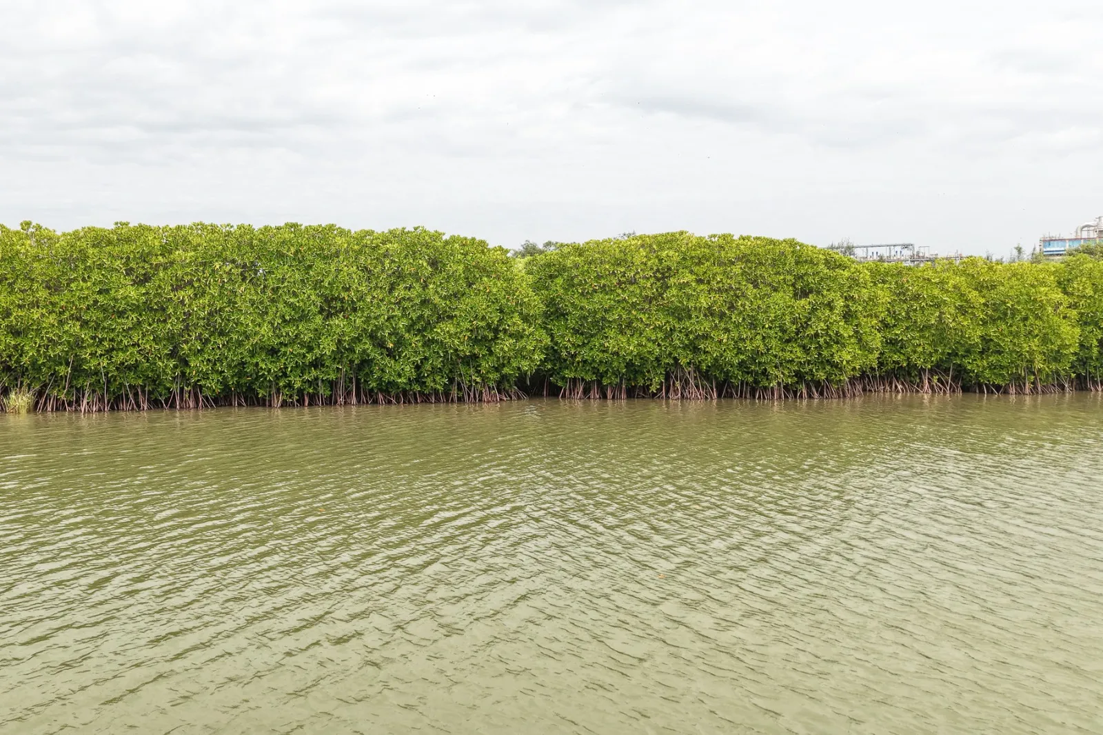 The Uppanar River and the Mangrove Ecosystem of Cuddalore