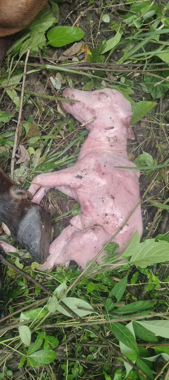 बग्गा चौवन में बाघ का आतंक: घर से गर्भिणी गाय को खींचकर मार डाला, ग्रामीणों में भारी रोष