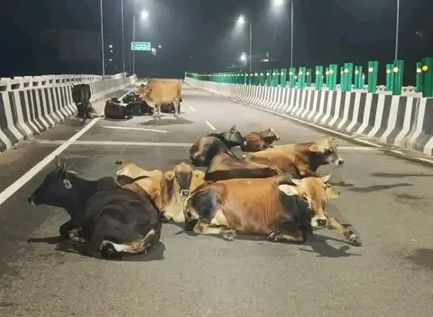 हिमाचल प्रदेश कांगडा के शाहपुर के पुहाड़ा-सारनू फोरलेन ब्रिज पर सड़क के बीच बैठे बेसहारा पशु, हादसे का खतरा