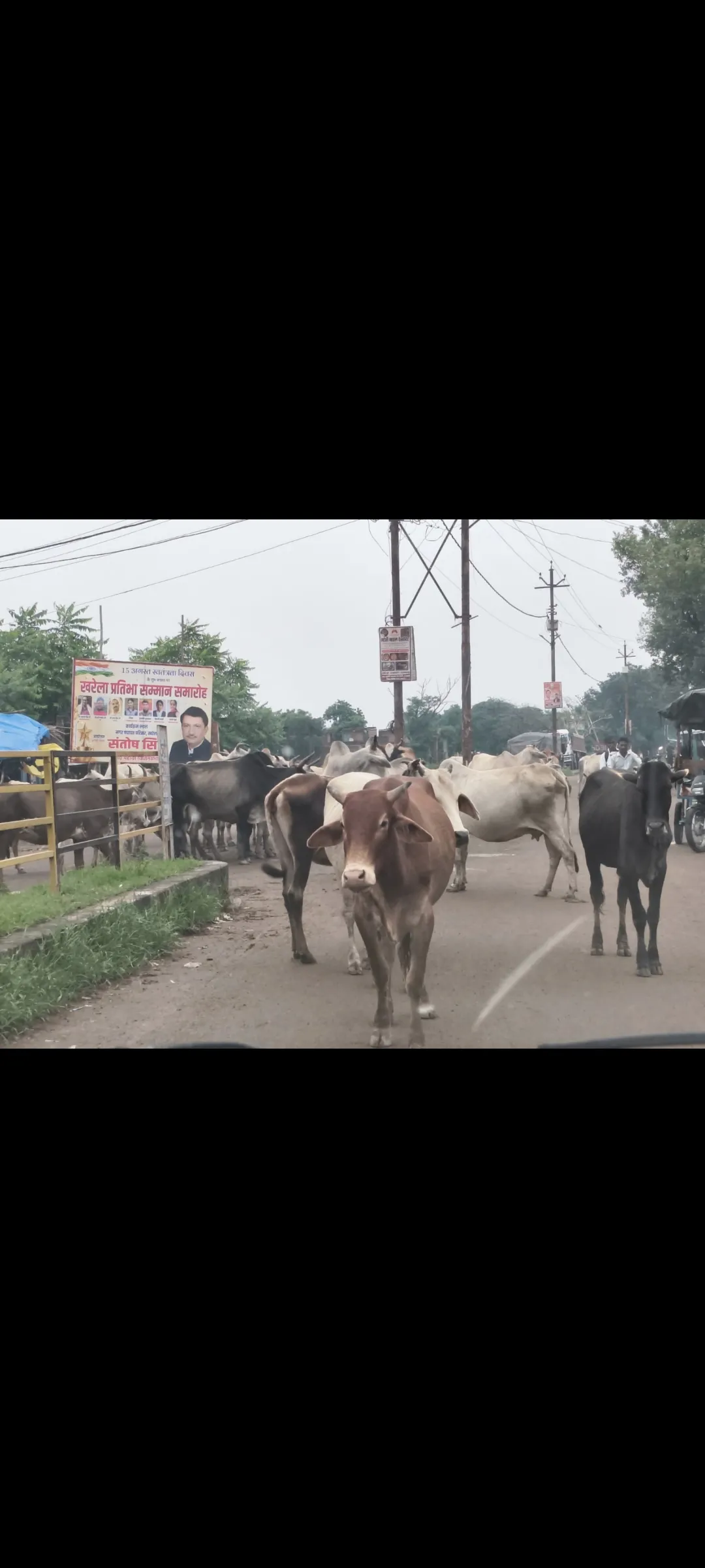 खरेला नगर पंचायत मे अन्ना गौवंशो में फैला लंपी वायरस