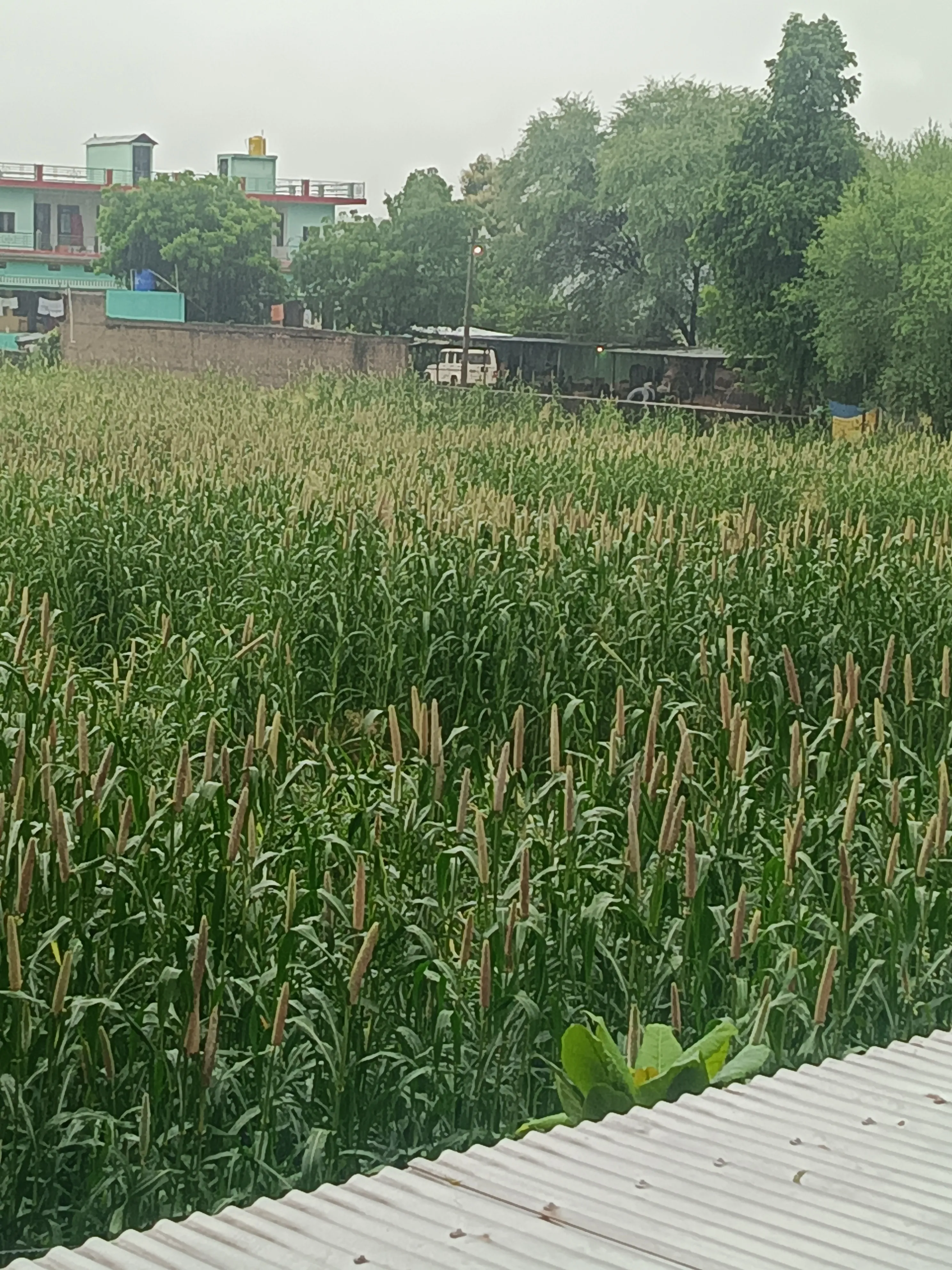 भादों के महीने में सावन जैसे हालात फसल को नुकसान से किसान चिंतित
