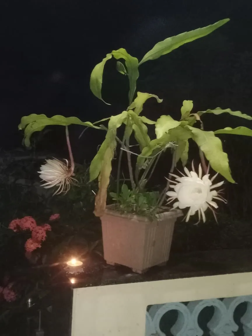 ભ્રમણ કમલ નું ફુલ
