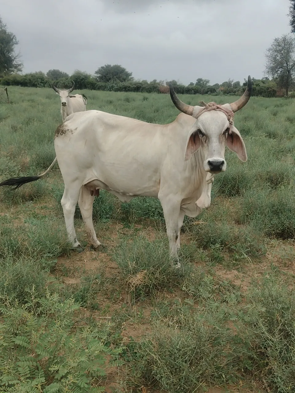आज लच्छीवाड़ में मौसम का मिजाज बदला हल्की बारिश से किसान के चेहरे पर मुस्कान 
अगले दिन मूसलाधार बारिश होने की संभावना