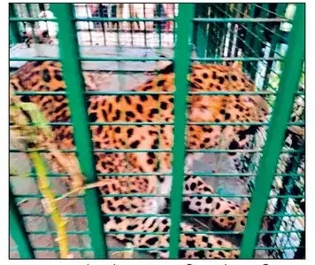 मुरादाबाद से सटे काँठ और ठाकुरद्वारा तहसील मे तेंदुऔ का कहर
बन विभाग ने पकडा 17 वाँ तेंदुआ