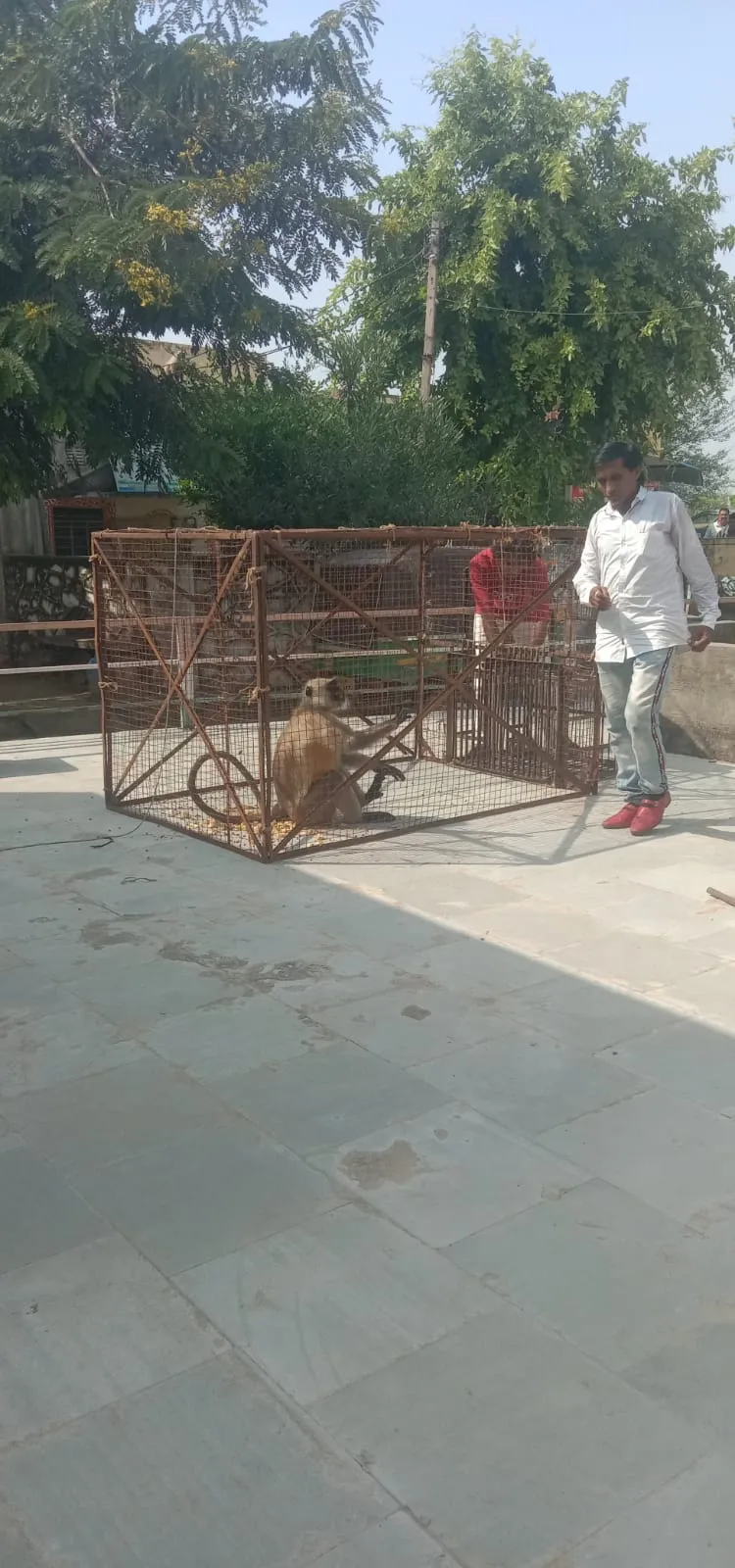बंदरों के बढ़ते आतंक से झांपदा में प्रशासन ने संभाला मोर्चा