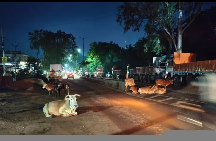 भानुप्रतापपुर में सिस्टम फेल: फाइलों में नोडल अधिकारी, सड़क पर मवेशियों का राज*