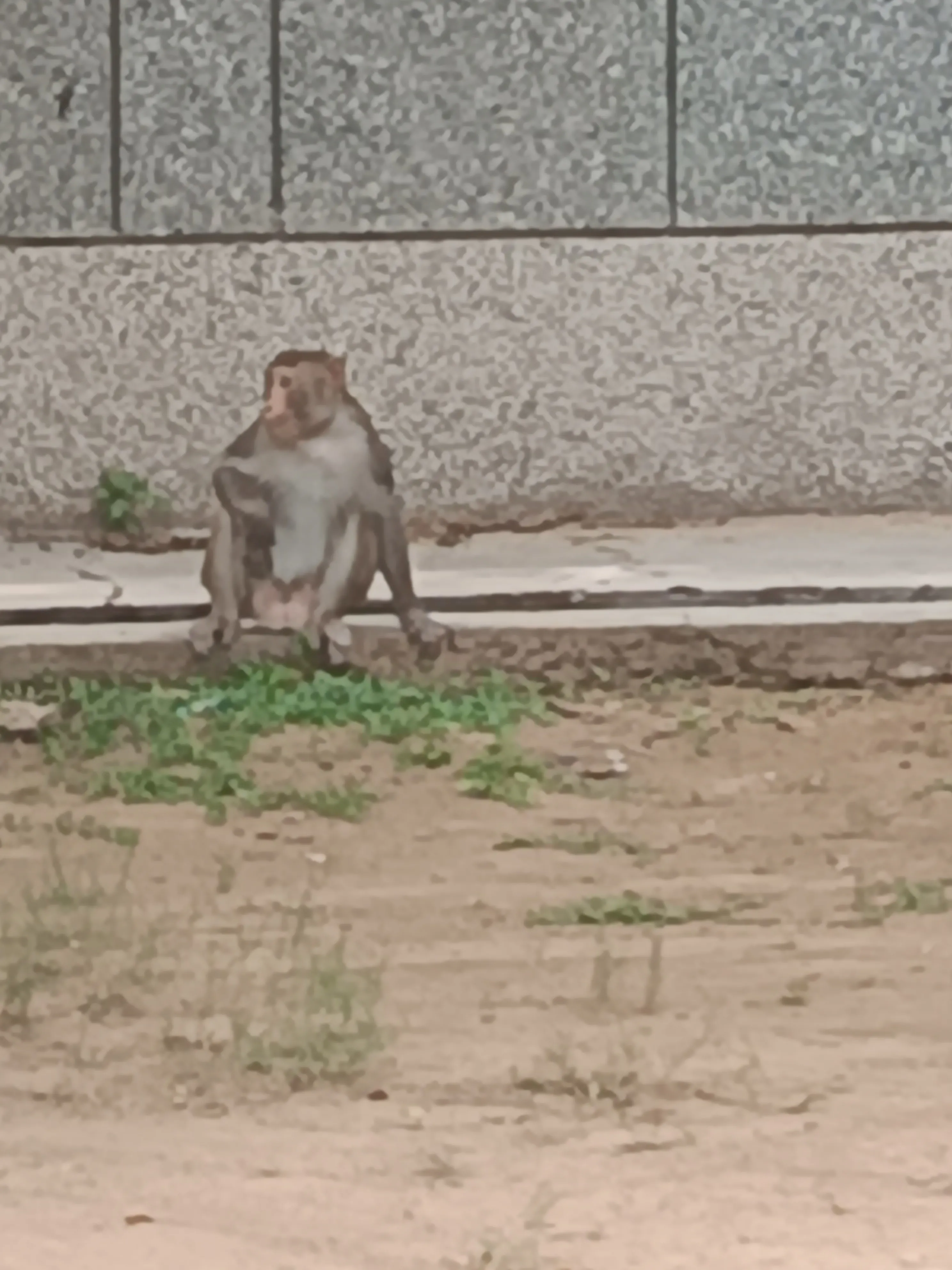 जट नागला जवाहर नवोदय विद्यालय (करौली) में बंदरों का खौफनाक आतंक