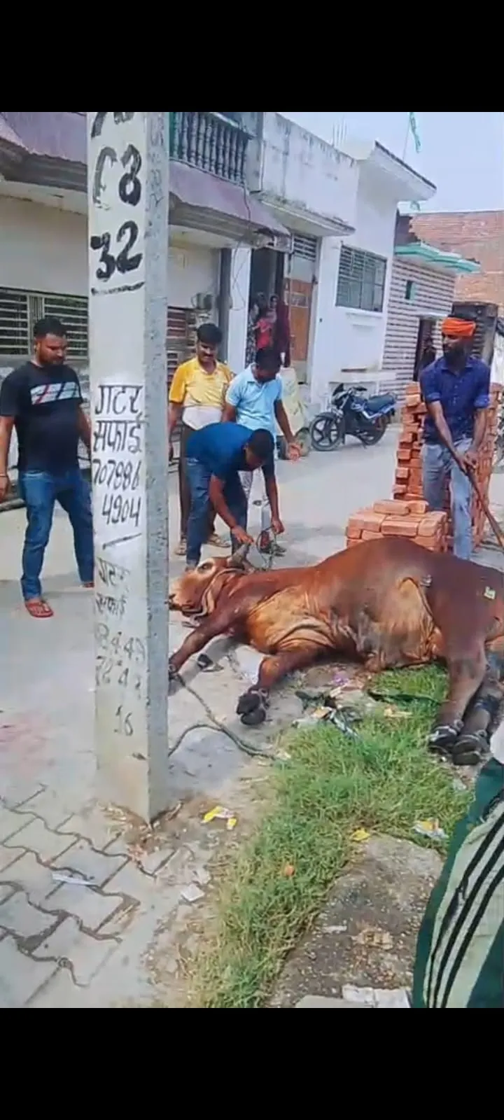 बरेली/नाले में गिरे नंदी को विश्व हिंदू परिषद व ग्रामीणों ने बाहर निकाला