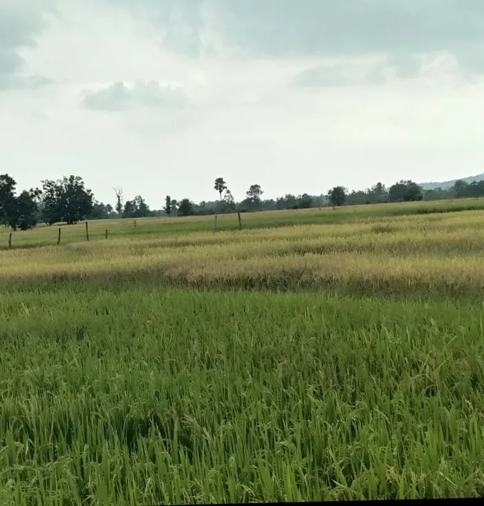 Farmers Panic in Marshaghai Over Cyclone "Arnav'' Despite No Official Alert.