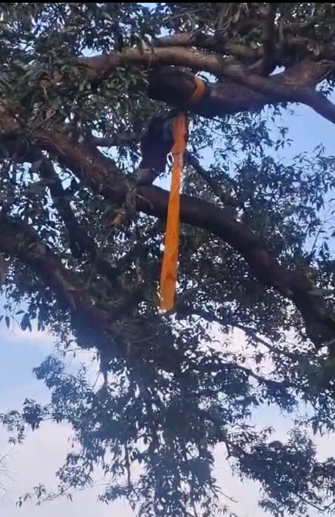 Man climbs tree amidst property dispute, threatens to hang himself, Police bring man down safely after much persuasion