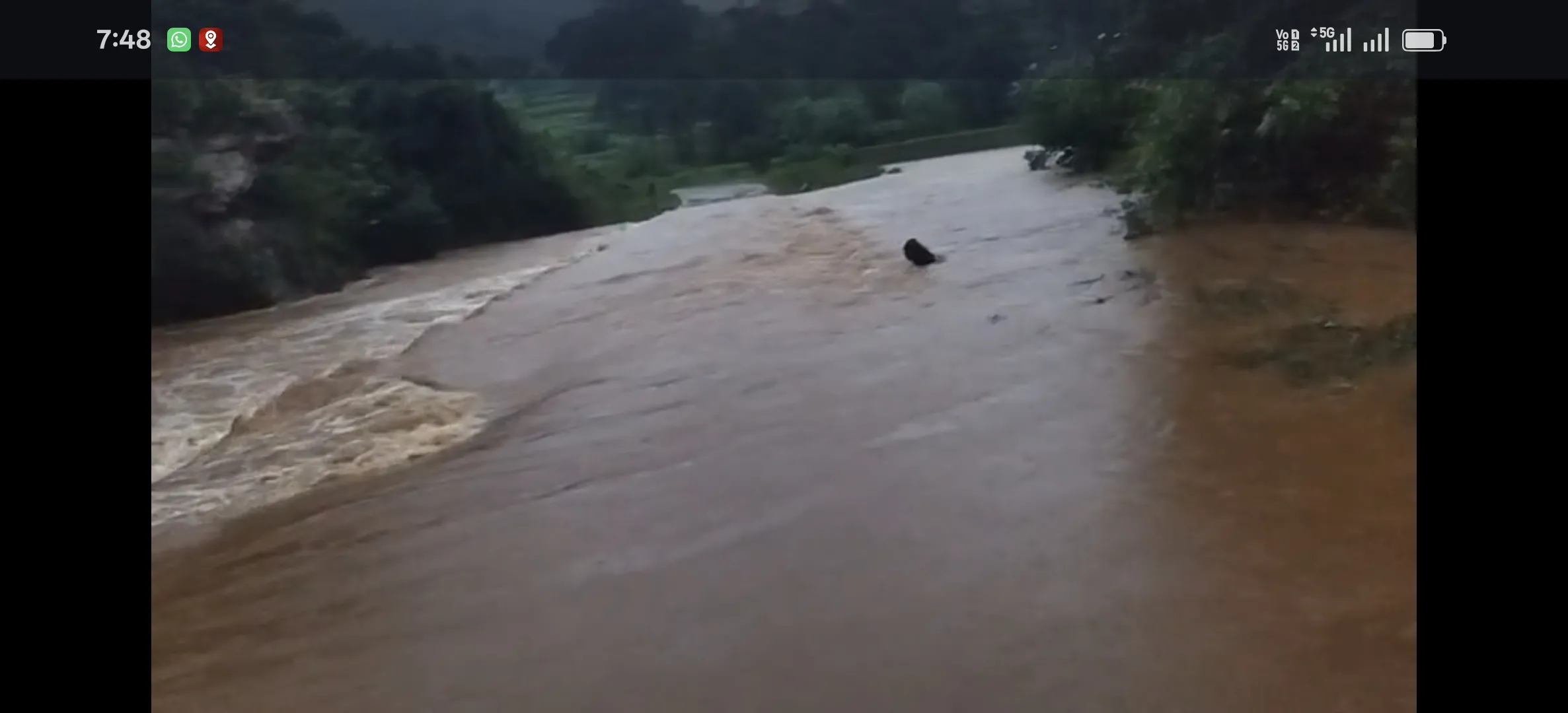 ोरापुट के सेमीलीगुड़ा में लगातार बारिश से धान फसल जलमग्न, अन्नदाता चिंति