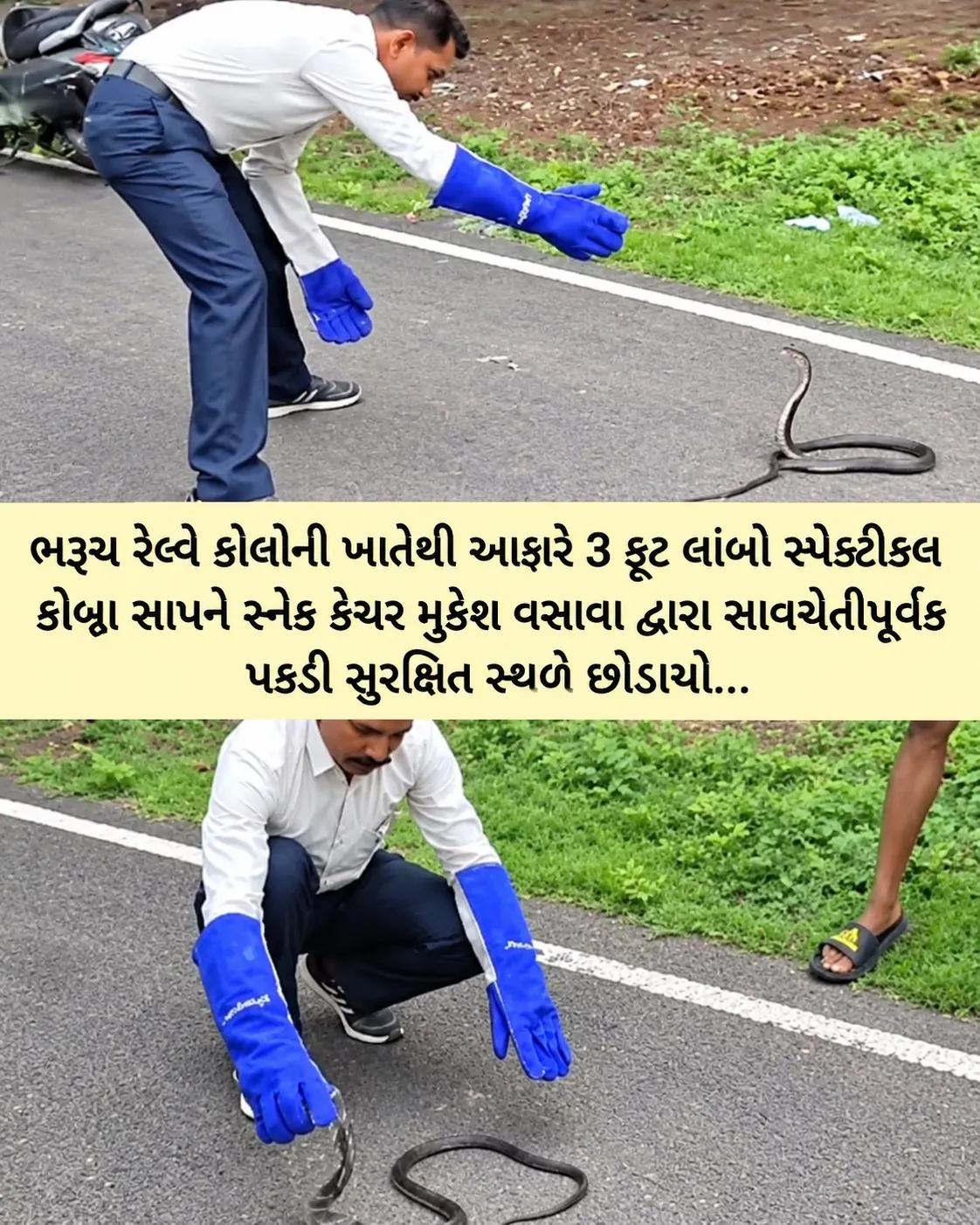 Cobra Snake Rescue..