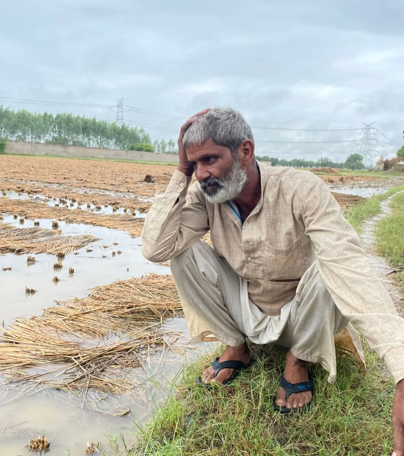 रायबरेली के सरेनी में लगातार बारिश और तेज हवा से धान की फसल को नुकसान, किसान चिंतित