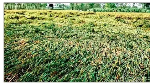 मुरादाबाद मंडल :
तीन दिन बारिश के बाद खुला मौसम, रामगंगा कोसी नदी अभी खतरे के निशान से ऊपर 
फसल के मुवावजे को लेकर रोष