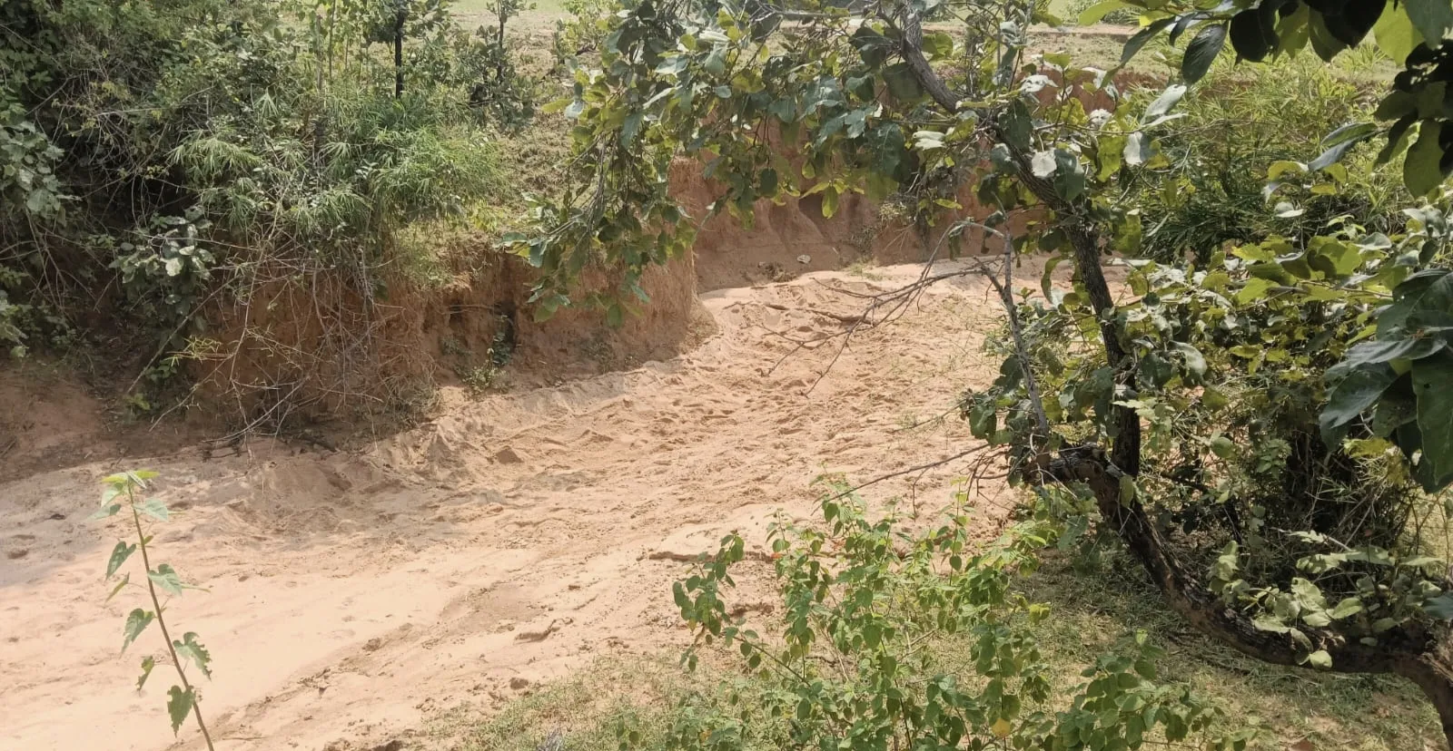 *✍️रेंजर को चकमा देकर बीट गार्ड खुलेआम बेंच रहे जंगल की बेशकीमती रेत*
*✍️मानपुर से लगे जंगल सीमा क्षेत्र के नदी नालों से