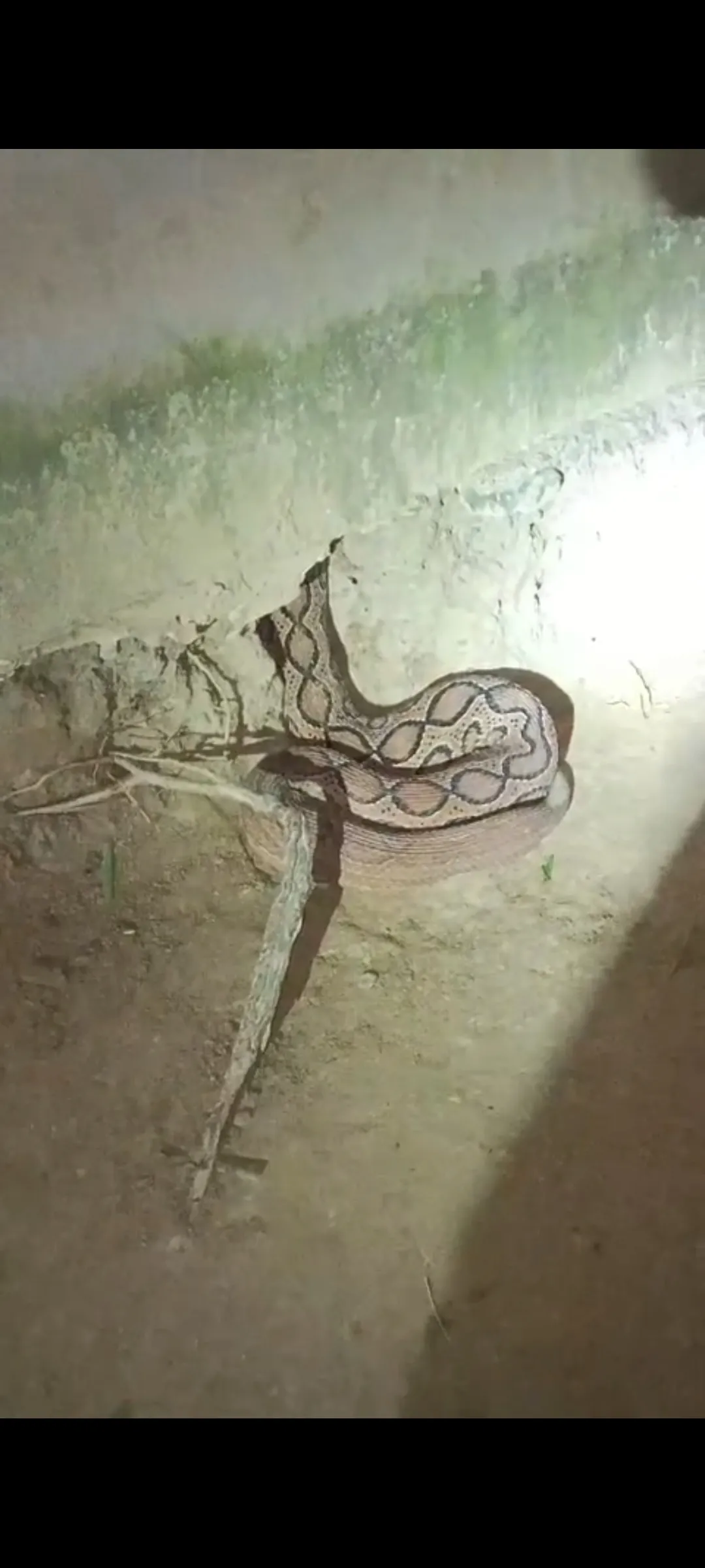 নাকাশিপাড়ার জালশুকা হিন্দু পাড়া এলাকায় তপন বিশ্বাসের বাড়ি থেকে উদ্ধার প্রায় ৫ ফুট লম্বা একটি পূর্ণবয়স্ক গোখরো সাপ