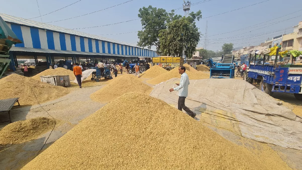 सिरसा की मंडियों में धान के ढेर, खरीद में देरी से परेशान किसान; समय पर फसल बेचने की चिंता बढ़ी