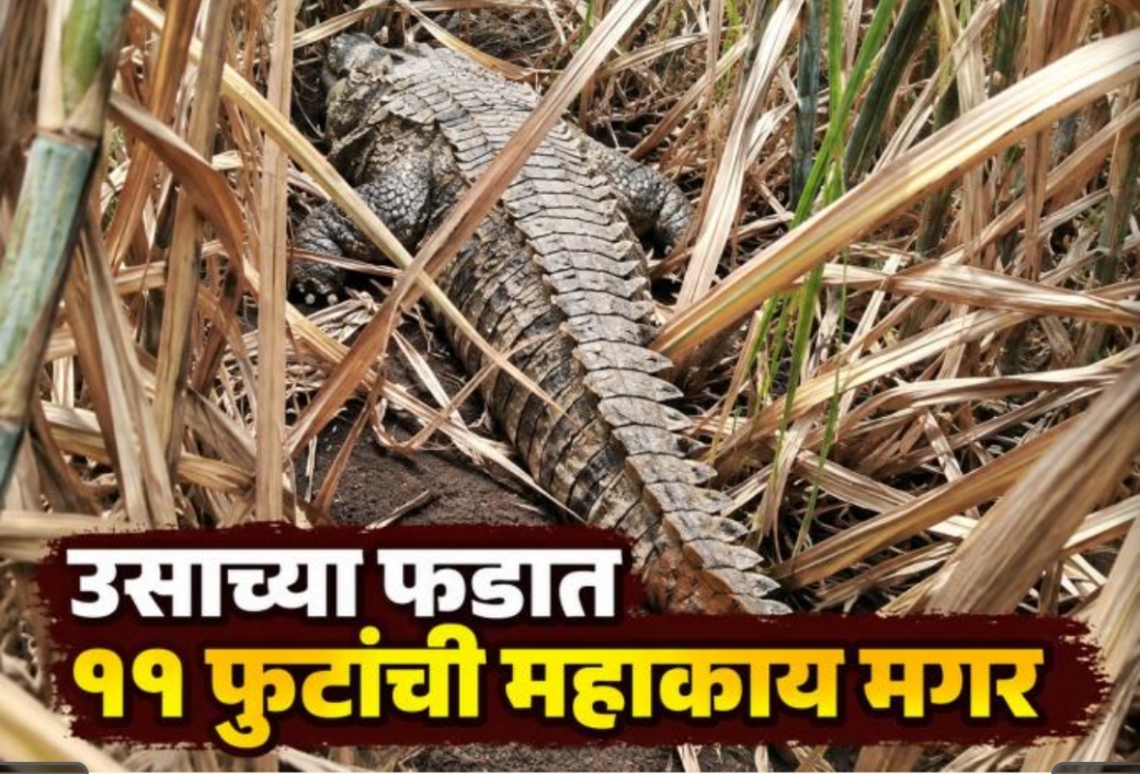 🔴 देवणी तालुक्यात थरार! उसाच्या फडात आढळली १०० किलोची अजस्र मगर 🔴