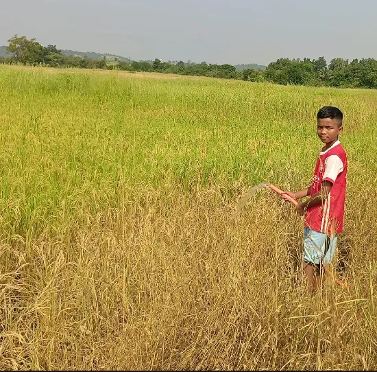 लागवड केलेल्या भातशेतीला भेगा! ठाणे जिल्ह्यात दुष्काळाची छाया, शेतकरी हवालदील.