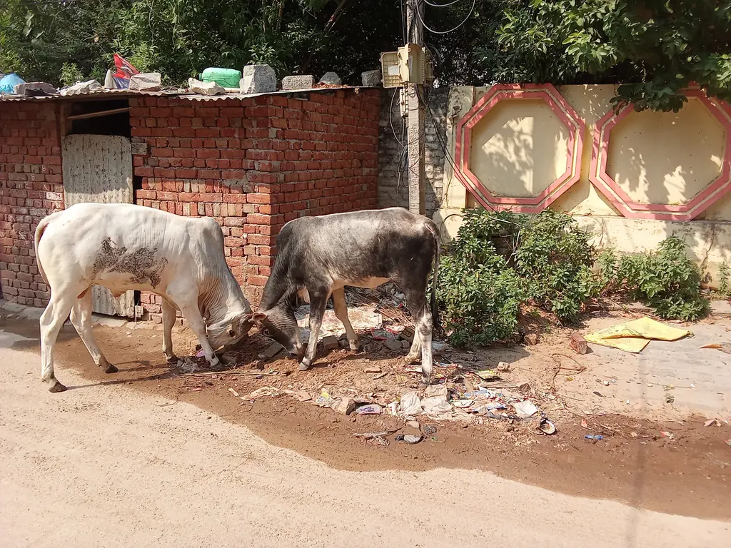 सांडों का आतंक