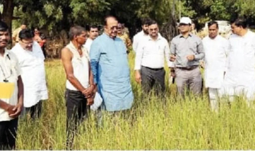 जिल्हाधिकाऱ्यांकडून झाडघर येथे भातशेती नुकसानीची प्रत्यक्ष पाहणी;