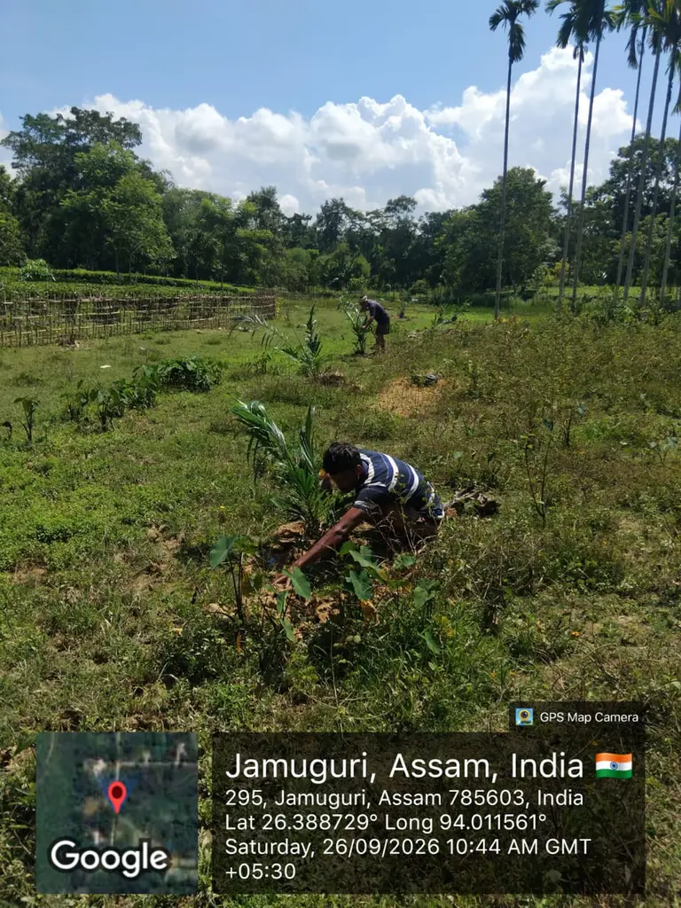 असम में पाम ऑयल की खेती: विकास या पर्यावरण विनाश की आहट?
अमृत बल्लभ गोस्वामी, गोलाघाट, असम