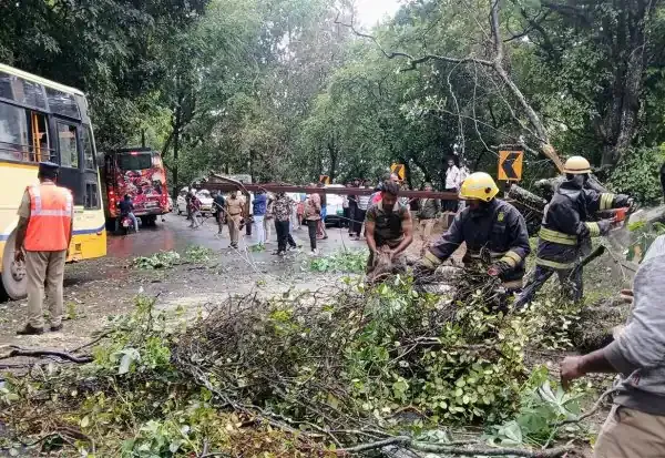 குன்னுாரில் பெய்த கனமழையால் மரங்கள் விழுந்து, மலைபாதையில் கடும் போக்குவரத்து பாதிக்கப்பட்டது.