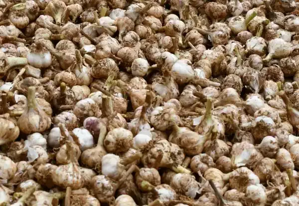 ஊட்டி பூண்டு கிலோ அதிகபட்சமாக, 470 ரூபாய் வரை ஏலம் போன நிலையில், கேரட் விலை, 27 ரூபாய் என குறைந்துள்ளது.