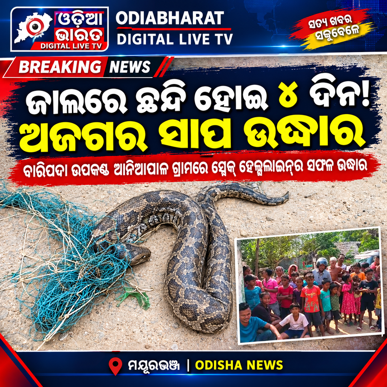 ଜାଲରେ ଛନ୍ଦି ହୋଇ ୪ ଦିନ ଧରି ସଂଘର୍ଷ! ଶେଷରେ ଅଜଗରକୁ ମିଳିଲା ନୂଆ ଜୀବନ 🐍🙏 ବାରିପଦା, ମୟୂରଭଞ୍ଜ ଖାଦ୍ୟ ଅନ୍ବେସଣରେ ଆସି ଜାଲରେ ଫସି ଗଲା ବିରାଟ ଅଜଗର, ପ୍ରାୟ ଦୀର୍ଘ ୩ରୁ ୪ ଦିନ ଧରି ମୁକୁଳିବାକୁ ସଂଘର୍ଷ କରୁଥିଲା ଏକ ବିରାଟକାୟ ଅଜଗର ସାପ। ବାରିପଦା ଉପକଣ୍ଠ ଆନିଆପାଳ ଗ୍ରାମରୁ ସାପଟିକୁ ସ୍ନେକ୍ ହେଲ୍ପଲାଇନ୍‌ର ସଦସ୍ୟମାନେ ସୁରକ୍ଷିତ ଭାବେ ଉଦ୍ଧାର କରିଥିବା ସୂଚନା ମିଳିଛି। 🐍 ଅସହାୟ ଅବସ୍ଥାରେ ଜାଲରେ ଛନ୍ଦି ହୋଇ ରହିଥିବା ଅଜଗରକୁ ଉଦ୍ଧାର କରିବା ପରେ ସ୍ଥାନୀୟ ଅଞ୍ଚଳରେ ସ୍ନେକ୍ ହେଲ୍ପଲାଇନ୍‌ର ସଦସ୍ୟମାନଙ୍କ ଏହି ପ୍ରୟାସକୁ ପ୍ରଶଂସା କରାଯାଉଛି। 🙏 ବନ୍ୟଜନ୍ତୁଙ୍କ ସୁରକ୍ଷା ଆମ ସମସ୍ତଙ୍କ ଦାୟିତ୍ୱ। ପ୍ରକୃତିକୁ ବଞ୍ଚାନ୍ତୁ, ବନ୍ୟଜନ୍ତୁଙ୍କୁ ସୁରକ୍ଷା ଦିଅନ୍ତୁ। 📰 ସବୁବେଳେ, ସବୁ ସମୟରେ ଜନସ୍ୱାର୍ଥର ନୂଆ ନୂଆ ଖବର 👍 ଖବରଟି ଭଲ ଲାଗିଲେ Like, Share ଓ Follow କରନ୍ତୁ। #Baripada #MayurbhanjNews #PythonRescue #SnakeHelpline #WildlifeRescue #SaveWildlife